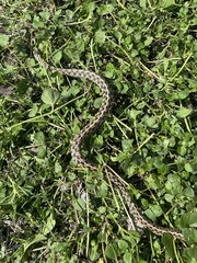 Thamnophis marcianus