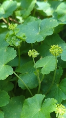 Hydrocotyle mexicana