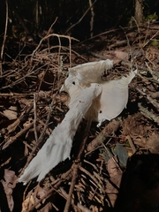 Phalloideae