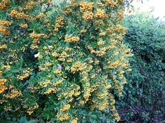 Pyracantha