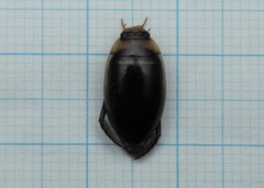 Hydaticus transversalis