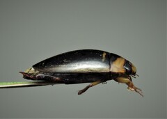 Hydaticus transversalis