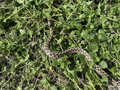 Thamnophis marcianus