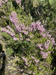Erica manipuliflora