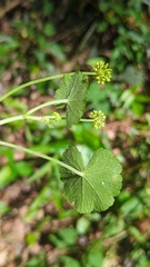 Hydrocotyle mexicana