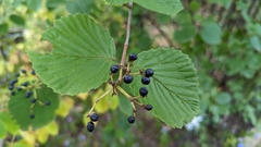 Viburnum recognitum