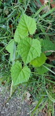Vitis vulpina