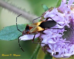 Hypselonotus interruptus