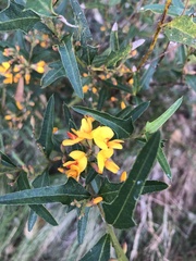 Podolobium ilicifolium