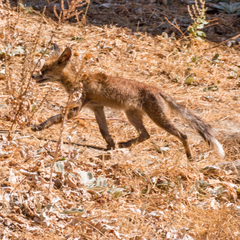 Vulpes vulpes silacea
