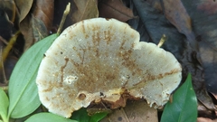Hexagonia glabra