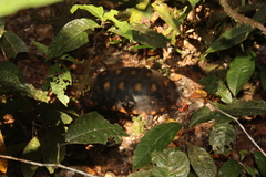 Chelonoidis carbonarius