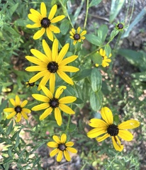 Rudbeckia fulgida