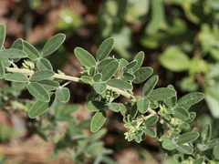 Lespedeza stuevei