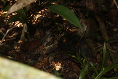 Chelonoidis carbonarius