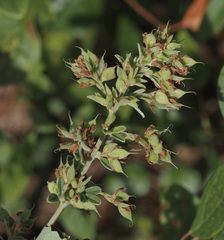 Lespedeza stuevei