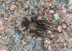 Allonemobius fasciatus