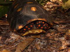 Chelonoidis carbonarius