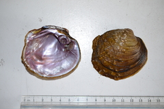 Cyclonaias tuberculata