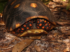Chelonoidis carbonarius