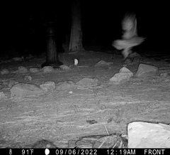 Megascops kennicottii
