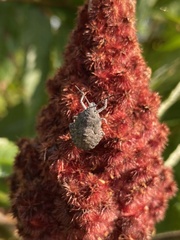Brochymena quadripustulata