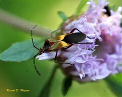 Hypselonotus interruptus