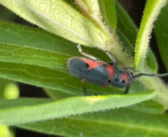 Tetraopes discoideus