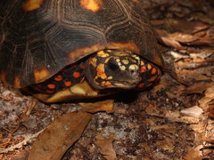 Chelonoidis carbonarius