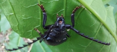 Prionus coriarius
