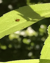 Coccinellidae