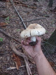 Agaricales