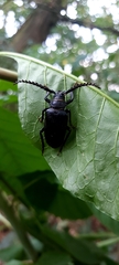 Prionus coriarius