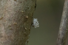 Aphidomorpha