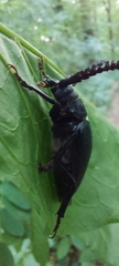 Prionus coriarius