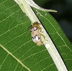 Diabrotica litterata