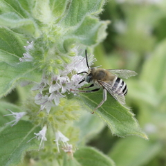 Anthophora urbana