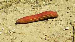 Eumorpha fasciatus