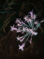 Tulbaghia violacea