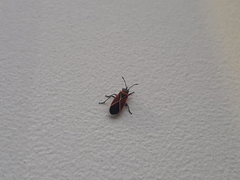 Neacoryphus bicrucis