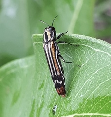 Agrilus catherinae