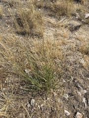 Sporobolus cryptandrus