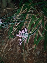 Tulbaghia violacea