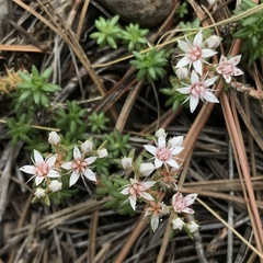Sedum stelliforme