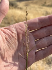 Sporobolus cryptandrus