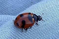 Hippodamia glacialis