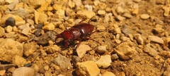 Lucanus capreolus