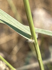 Sporobolus cryptandrus