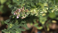 Lespedeza violacea