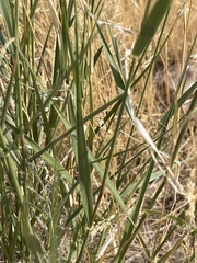 Sporobolus cryptandrus